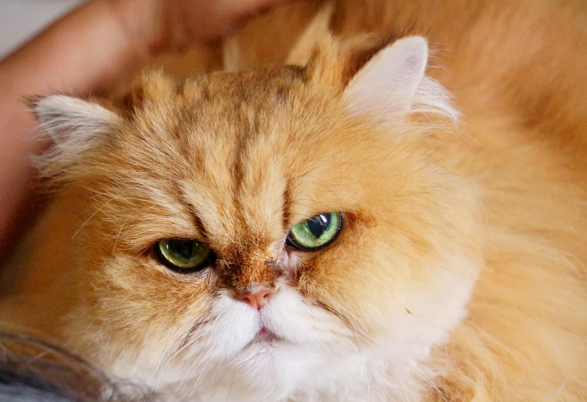 白い毛並みの猫7選！特徴や飼い方について紹介します | ペットショップ